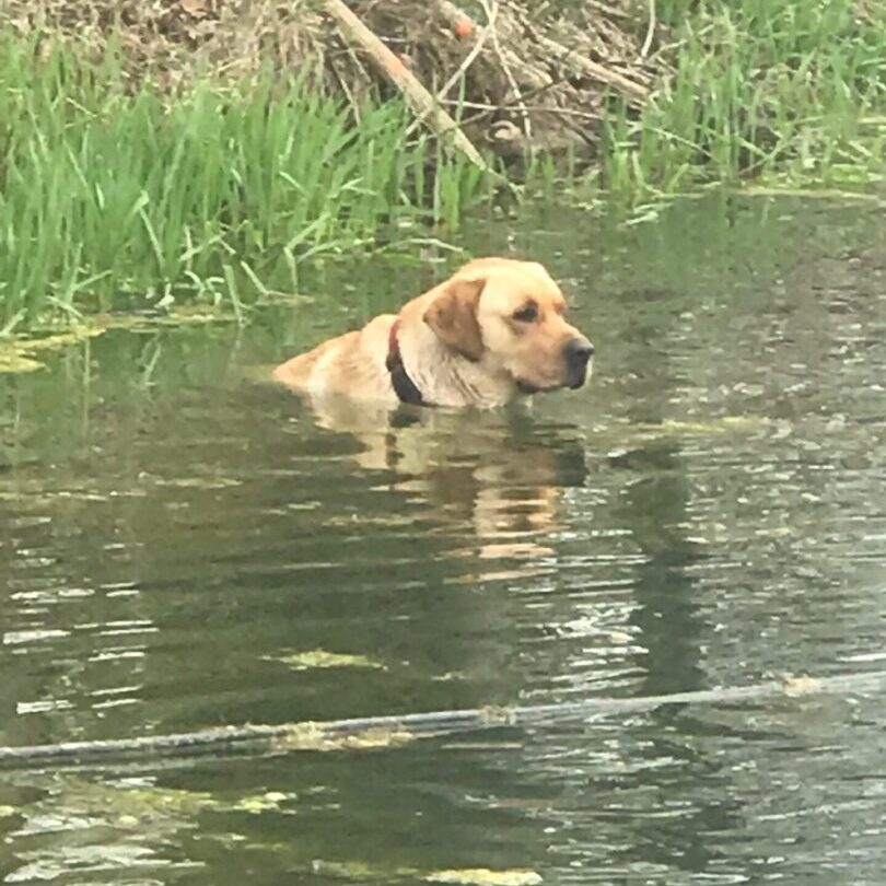 Kevin in pond